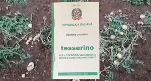 Ad Aprigliano cinghiali devastano campo di patate, Belsito: "Tanti problemi irrisolti"