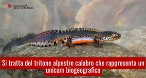 L'Unical interviene per salvare il tritone, anfibio esclusivo della Calabria in via di estinzione