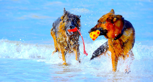 Vacanze al mare con il cane, i consigli della clinica veterinaria VetLife di Cosenza