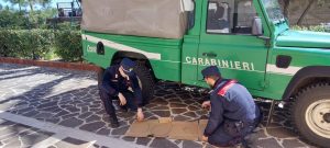 Cotronei antibracconaggio le fototrappole incastrano un uomo nel Parco Nazionale della Sila 2