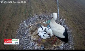 WebCam Lipu di Rende, appello per il mantenimento del servizio