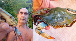 Emergenza granchi blu - Calabria