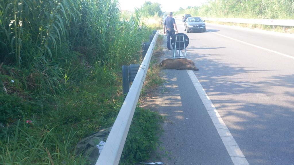 Cirella, frontale sulla statale 18 tra un'auto e un cinghiale