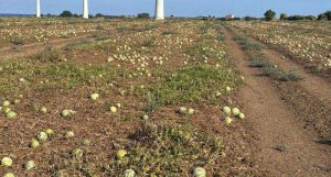angurie lasciate nel terreno