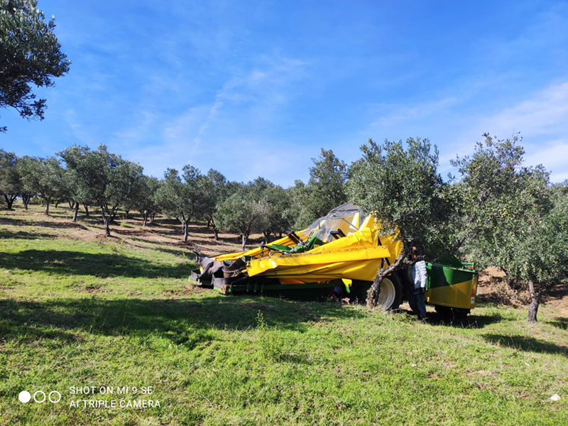 Guzzetti (Altragricoltura Calabria): "L'olio extravergine calabrese tradito e abbandonato"