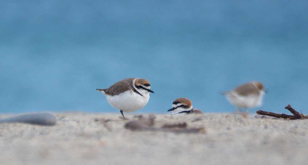 Il Fratino torna in Calabria: primi nidi a Camini, Santa Caterina e Falerna