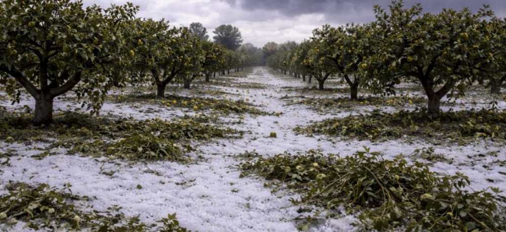 Maltempo 1 aprile: la Regione Calabria chiede riconoscimento stato calamità comparto agricolo Alto Ionio