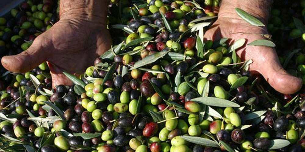 Crisi olio Calabria 2026: i motivi dell’allarme lanciato dalle cooperative
