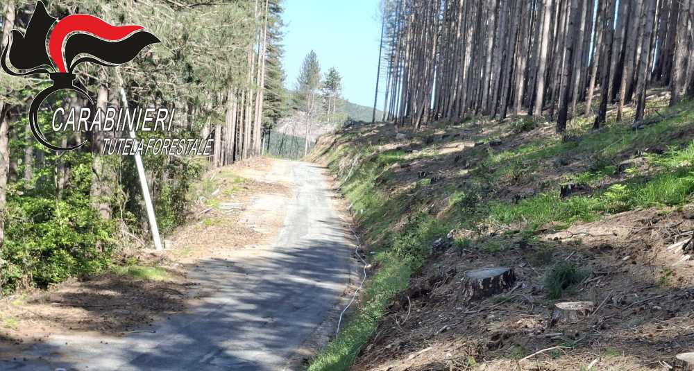 Nardodipace, scatta il sequestro a Monte Palella per il taglio di 372 alberi