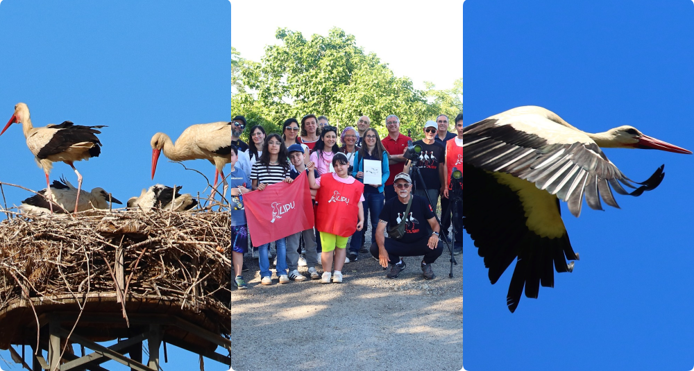 Cicogna Day 2026, successo in Valle Crati: adulti e bambini scoprono i segreti della specie