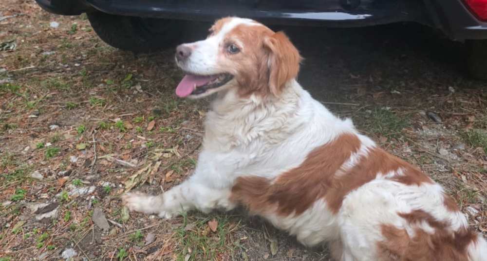 Cane smarrito sulla Provinciale 5, i Carabinieri Forestali lo salvano nel Parco dell’Aspromonte