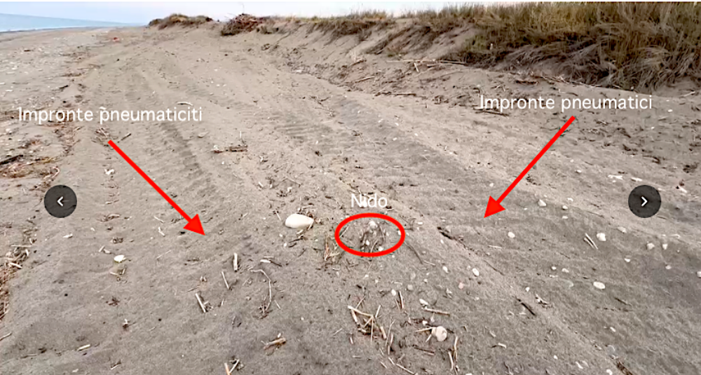 Fuoristrada sulle dune di Crosia, la LIPU denuncia: «Nido di Fratino sfiora la distruzione»
