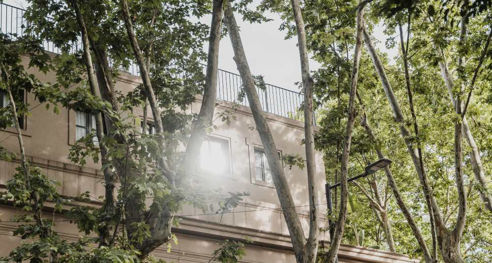 Caldo record a Cosenza, Franz Caruso difende il piano verde: piantati quasi tremila alberi in città