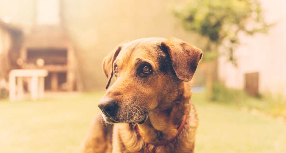 Benessere animale, il Comune di Crosia corre ai ripari: firmata l’ordinanza sindacale contro i pericoli del caldo estremo