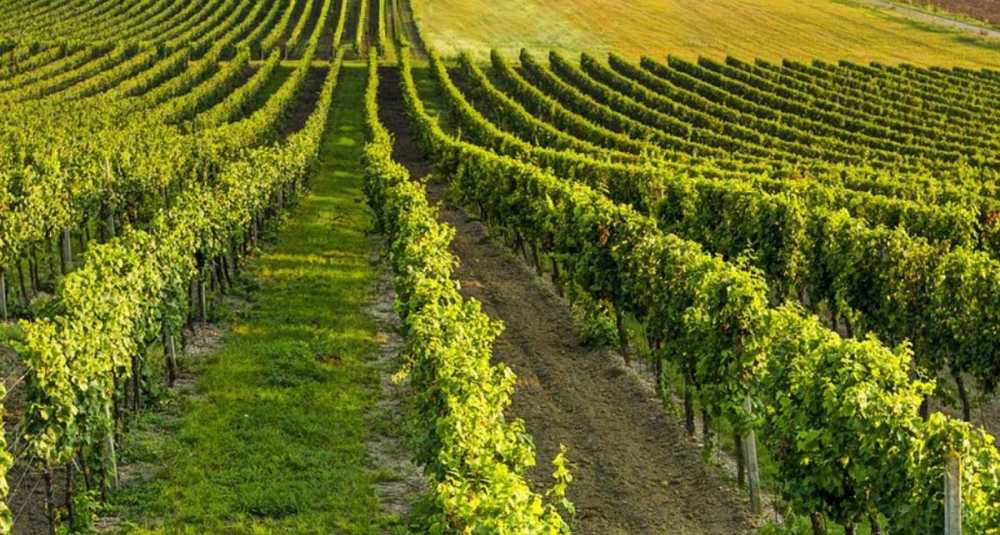 Allarme Coldiretti: in Calabria la vendemmia scatta in anticipo sotto l’effetto dell’afa