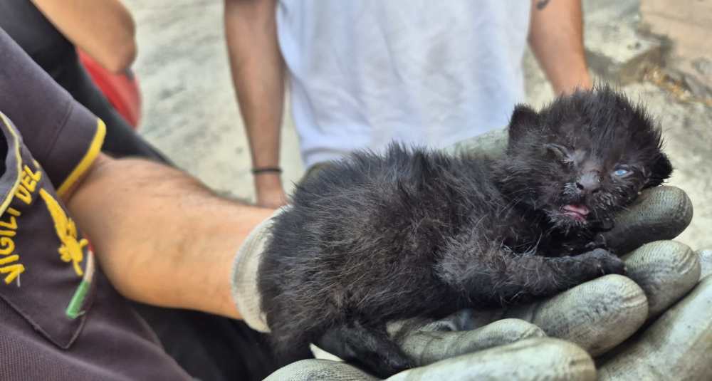 Tre gattini salvati da Vigili del Fuoco a Rende: polemiche per mancato intervento del Servizio Veterinario ASP
