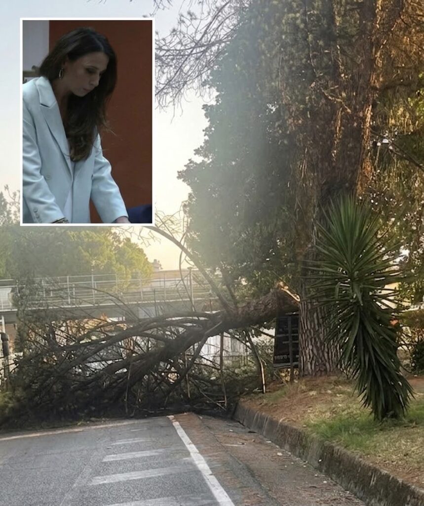 Rende, Stefania Galassi «Incolumità a rischio per la mancanza di controlli sul verde pubblico»