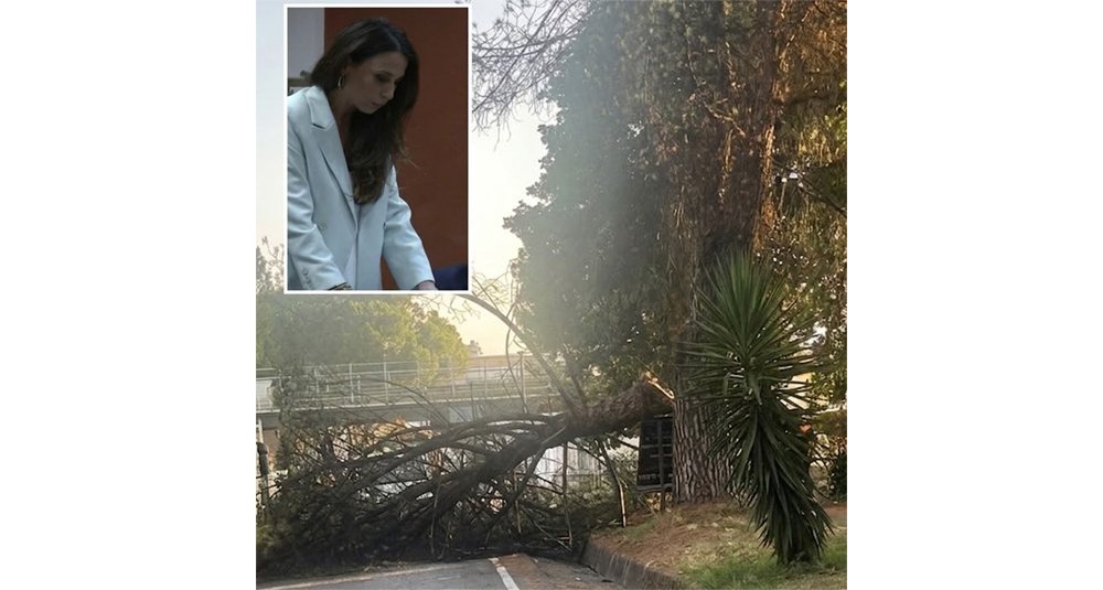 Rende, Stefania Galassi «Incolumità a rischio per la mancanza di controlli sul verde pubblico»