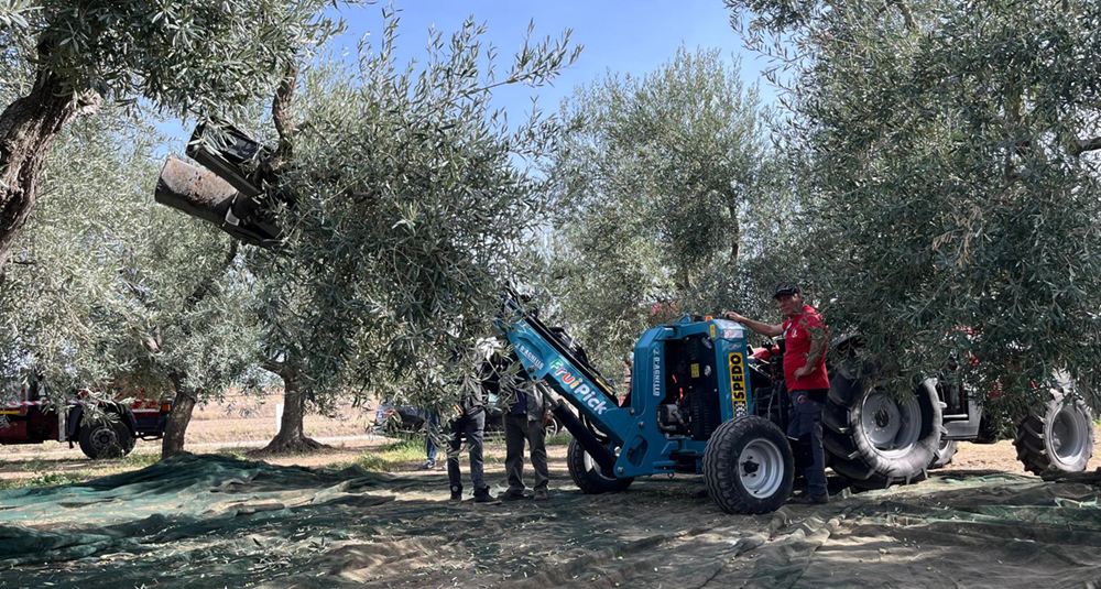Academy Olivo in Campo Calabria, due giorni per il futuro dell’olivicoltura