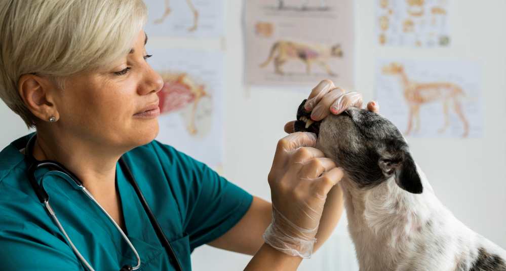 Sanità in Calabria, CIMO-FESMED scrive alla Regione: “Non limitate il ruolo dei veterinari”
