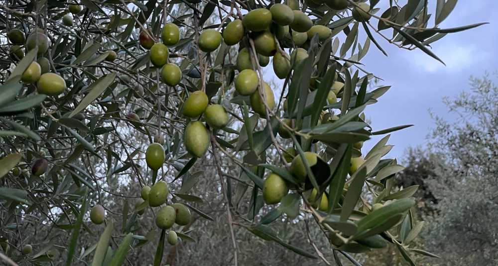 Focolaio Xylella a Taurianova, Coldiretti Calabria: “Bene la risposta tempestiva della Regione”