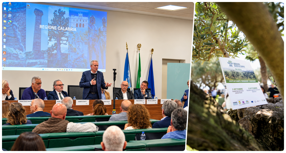 Olio, successo per “Academy Olivo in Campo”: la Calabria al centro della strategia nazionale per rilanciare la filiera