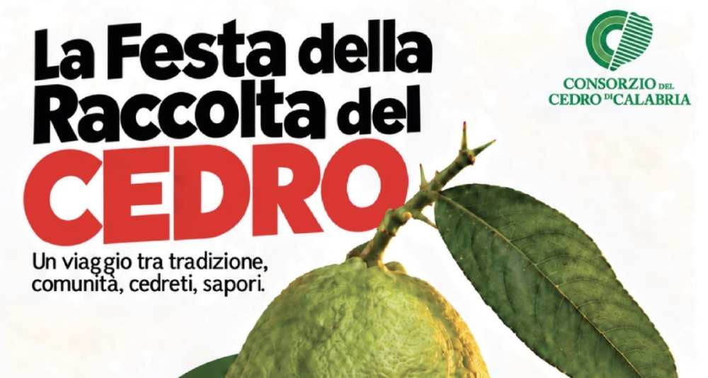 Santa Maria del Cedro, al via la Festa della Raccolta 2026 tra cedriere e borghi