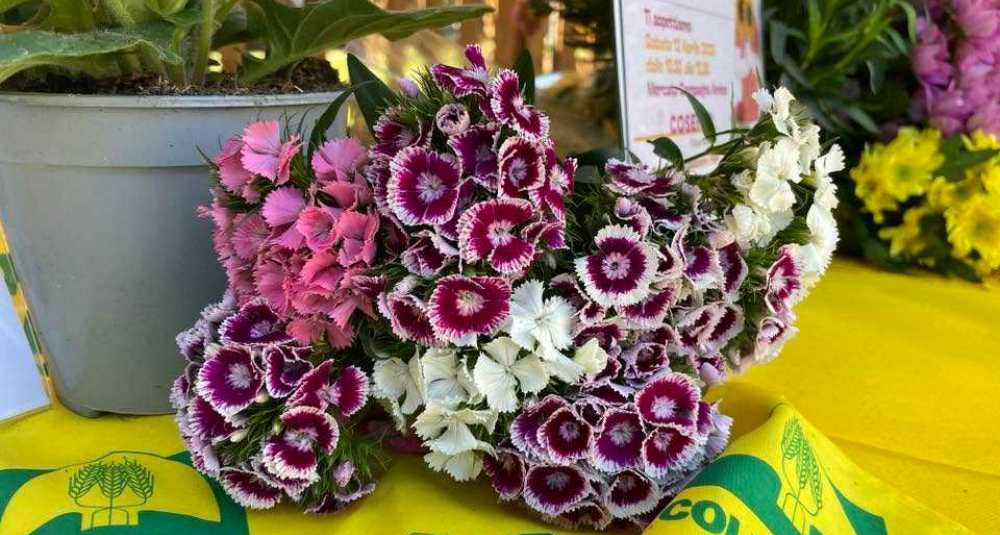 Fiori commestibili, svolta fiscale per Coldiretti Calabria: l’IVA scende dal 22% al 4%