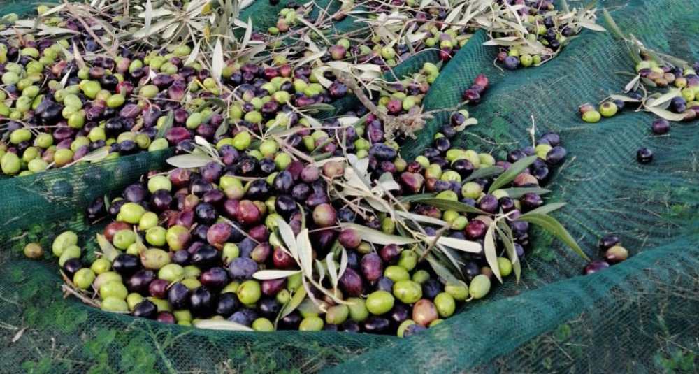 Frodi sull’olio d’oliva, scatta lo scudo digitale in Calabria: Coldiretti chiede verifiche a tappeto negli scaffali