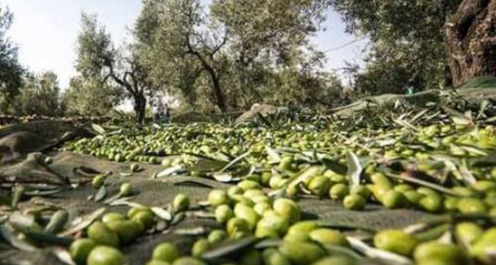 Crisi dell’olivicoltura, Raso (AGCI Calabria): “L’Europa non lasci sole le imprese. Sostenere la richiesta di Lollobrigida”